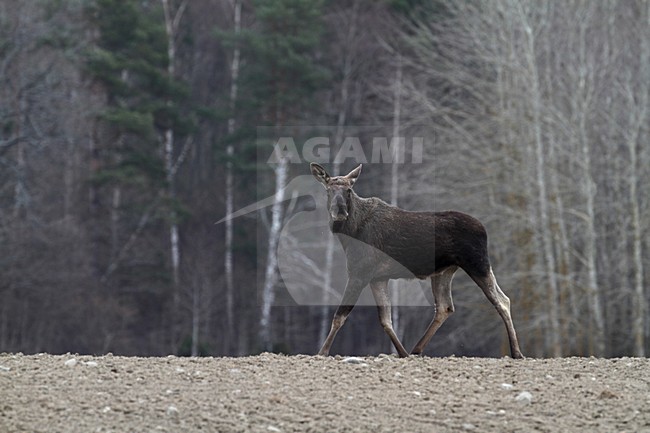 Eland, Eurasian elk stock-image by Agami/Chris van Rijswijk,