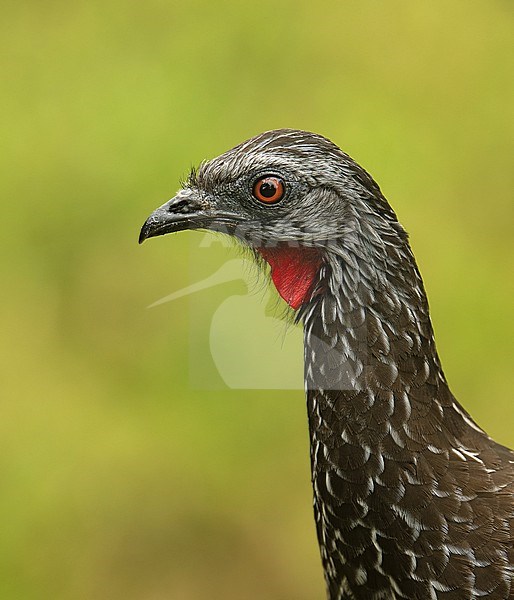 Portrait of an Andean Guan (Penelope montagnii plumosa) (subspecies), Manu National Park, Peru, South-America. stock-image by Agami/Steve Sánchez,