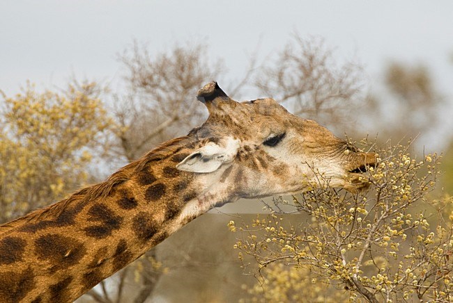 Foeragerende Giraffe; Foraging Southern Giraffe stock-image by Agami/Marc Guyt,
