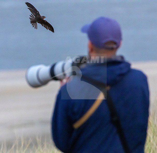 First-winter Pallid Swift, Apus pallidus) flying in front of bird photographer on Vlieland, Netherlands. One of. seven present. stock-image by Agami/Marc Guyt,