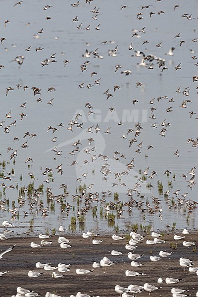 Grote groepen vogels in Westhoek; Bird flocks at Westhoek stock-image by Agami/Marc Guyt,