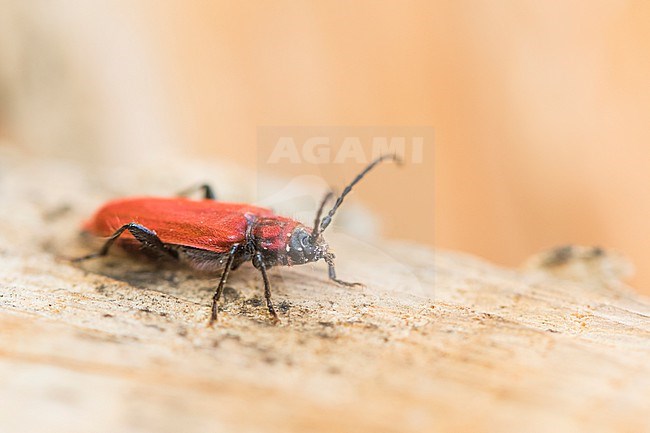 Pyrrhidium sanguineum - Rothaarbock, Germany (Baden-Württemberg), imago stock-image by Agami/Ralph Martin,