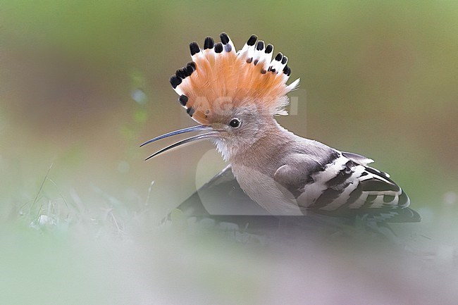 Common Hoopoe, Upupa epops, in Italy. With erected crest. stock-image by Agami/Daniele Occhiato,