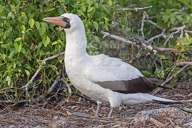 Adult Nazca Booby, Sula granti, on the Galapagos Islands, part of the Republic of Ecuador. stock-image by Agami/Pete Morris,
