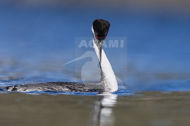 Western Grebe (Aechmophorus occidentalis) swimming in a lake in North-America. stock-image by Agami/Dubi Shapiro,