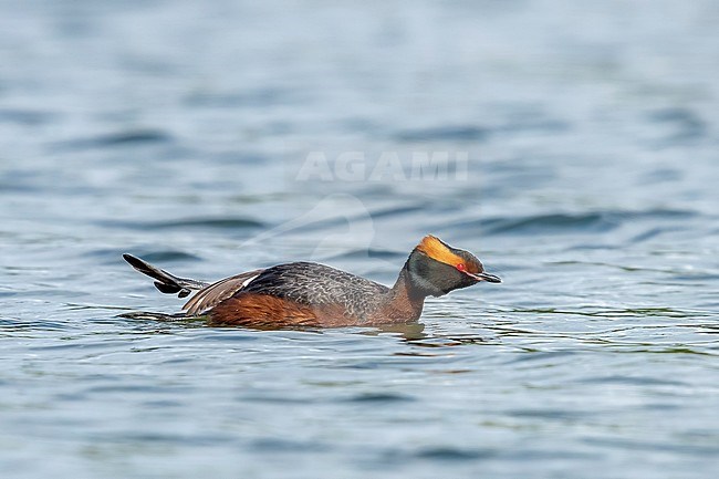 Adult Slavonian Grebe swimming in Wintham, Belgium. May 12, 2018. stock-image by Agami/Vincent Legrand,