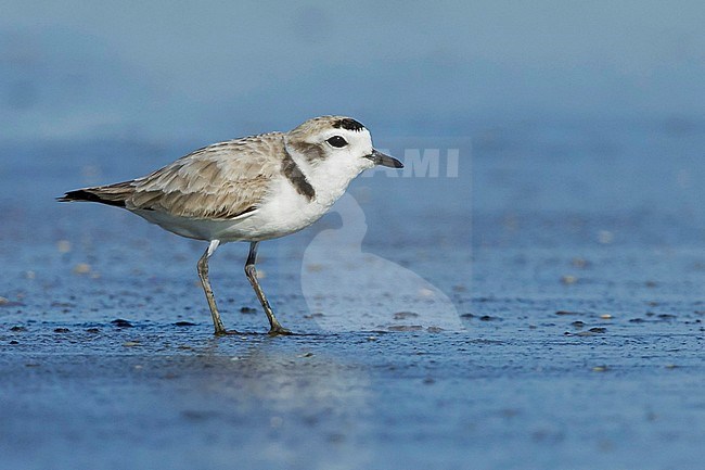 Adult Snowy Plover (Charadrius nivosus) breeding plumage in Galveston County, Texas, United States, during spring migration. Standing on the beach. stock-image by Agami/Brian E Small,