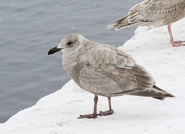 First-winter Glaucous-winged Gull (Larus glaucescens) wintering in harbour of Hokkaido, Japan. Standing on the pier. stock-image by Agami/Dani Lopez-Velasco,