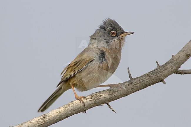 Male Tristram's Warbler (Curruca deserticola) on a twig stock-image by Agami/Daniele Occhiato,