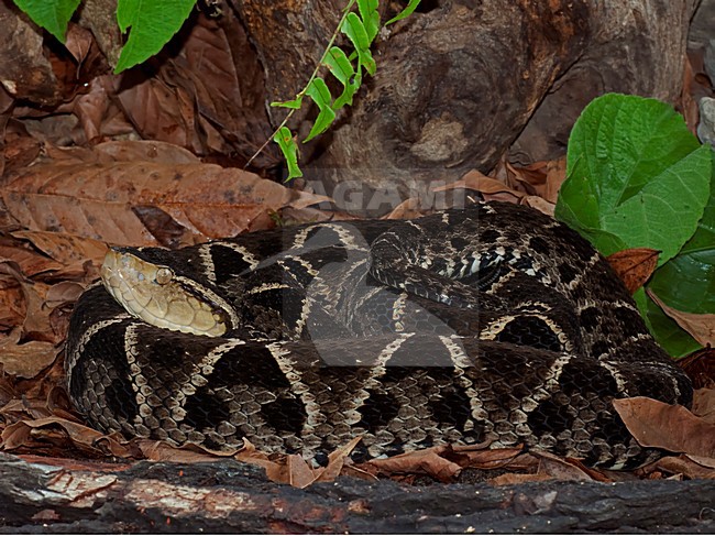 Lanspuntslang, Fer-de-Lance stock-image by Agami/Alex Vargas,