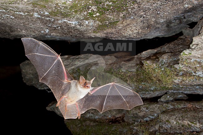 Vale Vleermuis verlaat grot, Greater Mouse-eared Bat leaving cave stock-image by Agami/Theo Douma,