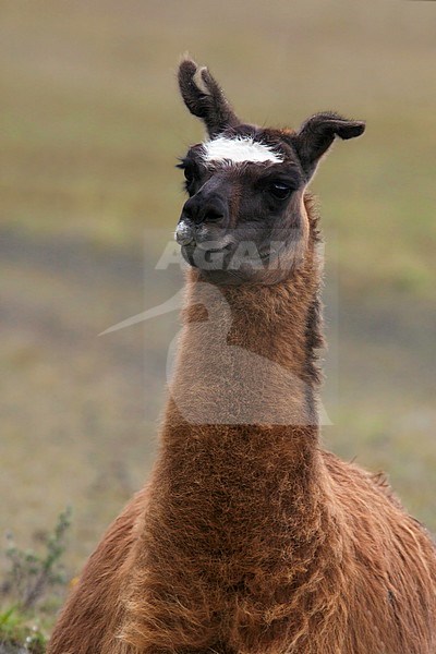 Llama stock-image by Agami/Dubi Shapiro,