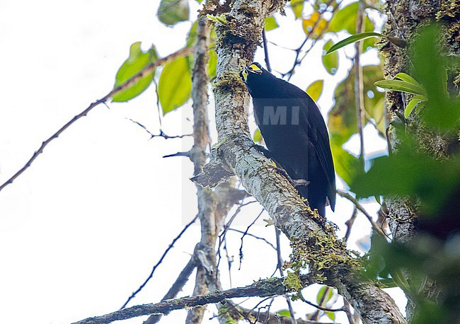 Male Long-tailed Paradigalla (Paradigalla carunculata) in West Papua, Indonesia. stock-image by Agami/Pete Morris,