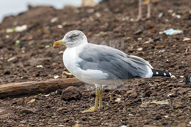 Adult Atlantic Islands Gull sitting on the dump station of Corvo. October 2016. stock-image by Agami/Vincent Legrand,