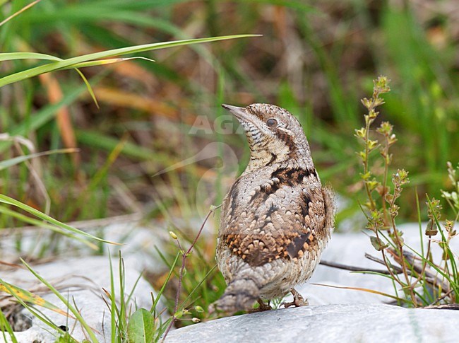Draaihals op de grond, Eurasian Wryneck on the ground stock-image by Agami/Ran Schols,