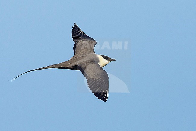 Adult Long-tailed Skua (Stercorarius longicaudus) in breeding plumage flying over Seward Peninsula, Alaska, USA. stock-image by Agami/Brian E Small,