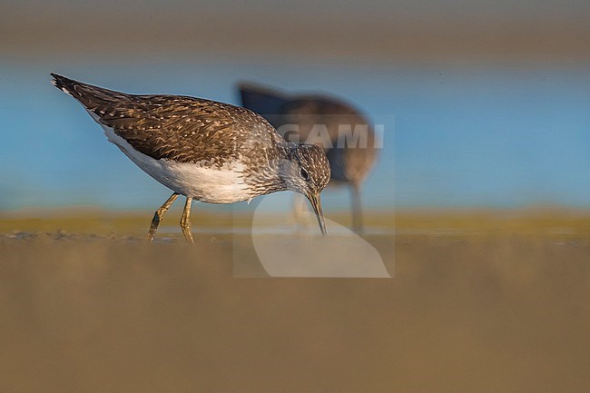 Green Sandpiper, Tringa ochropus, in Italy. stock-image by Agami/Daniele Occhiato,