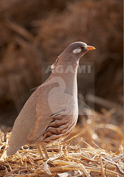 Mannetje Arabische Woestijnpatrijs; Male Sand Partridge stock-image by Agami/Markus Varesvuo,