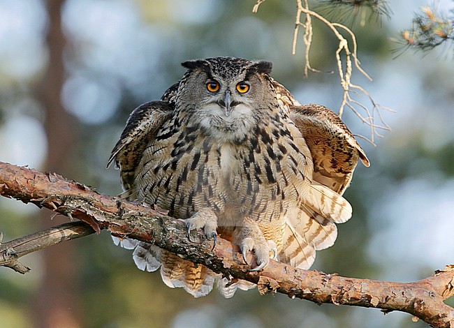 Oehoe; Eagle Owl; Bubo bubo stock-image by Agami/Dick Forsman,