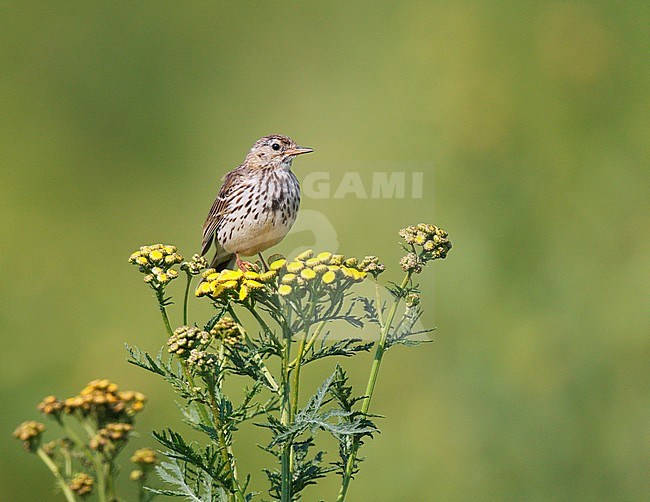Meadow Pipit (Anthus pratensis) in the Netherlands. stock-image by Agami/Ran Schols,
