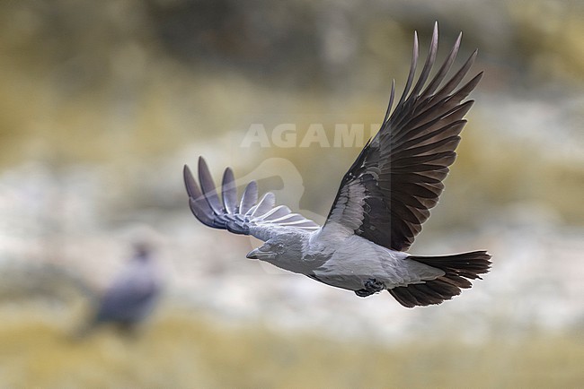 Hooded Crow, Corvus cornix, in Italy. stock-image by Agami/Daniele Occhiato,