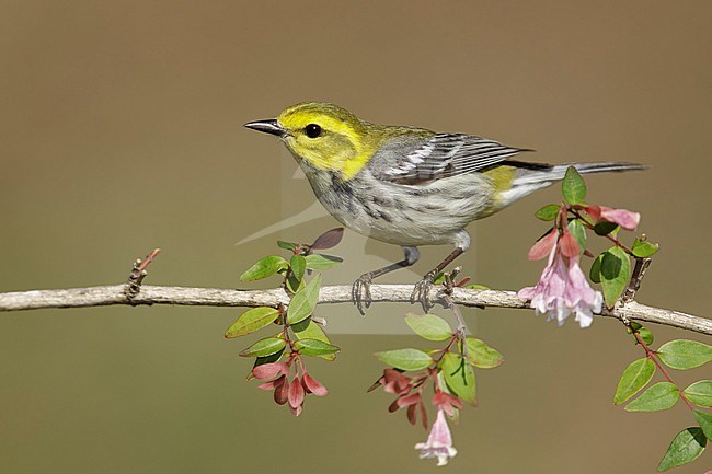 Adult female Black-throated Green Warbler, Setophaga virens
Galveston Co., TX stock-image by Agami/Brian E Small,