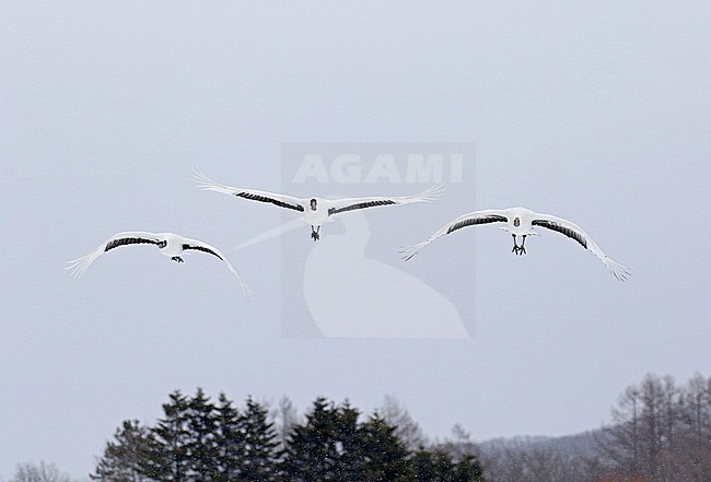 Wintering Red-crowned Crane, Grus japonensis, near Kushiro, Hokkaido, Japan. stock-image by Agami/Pete Morris,