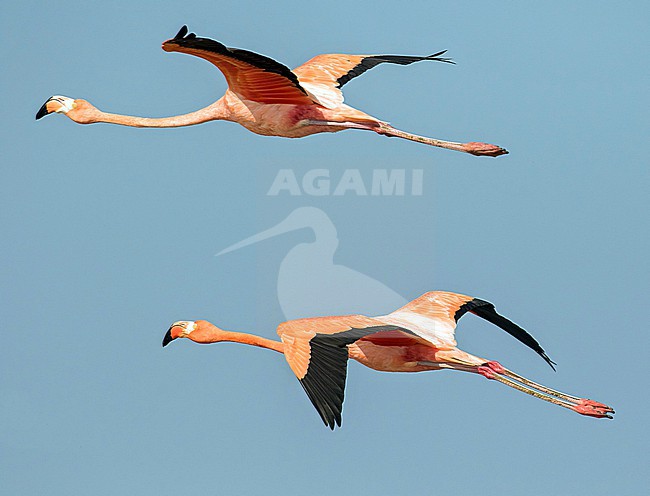 American Flamingo (Phoenicopterus ruber ) in Colombia. stock-image by Agami/Pete Morris,