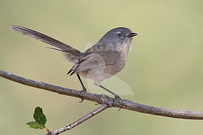 Adult
Los Angeles Co., CA 
October 2009 stock-image by Agami/Brian E Small,