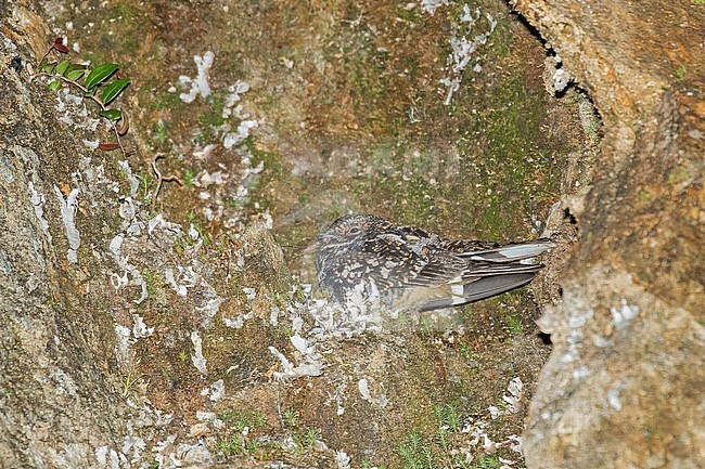 Band-winged Nightjar, Systellura longirostris, in Ecuador. stock-image by Agami/Pete Morris,