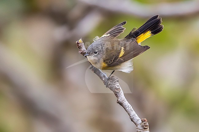 First-winter male American Redstart (Setophaga ruticilla) perched on a fig tree in the gully of the Middle Fields in Corvo, Azores, Portugal. stock-image by Agami/Vincent Legrand,