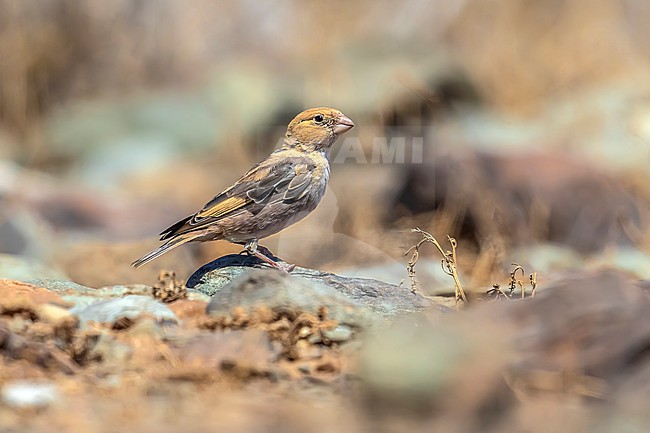 Second calendar-year male Trumpeter Finch (Bucanetes githagineus amantum) in Sao Bartolomé de Tirajana, Gran Canaria, Canary Islands, Spain. stock-image by Agami/Vincent Legrand,