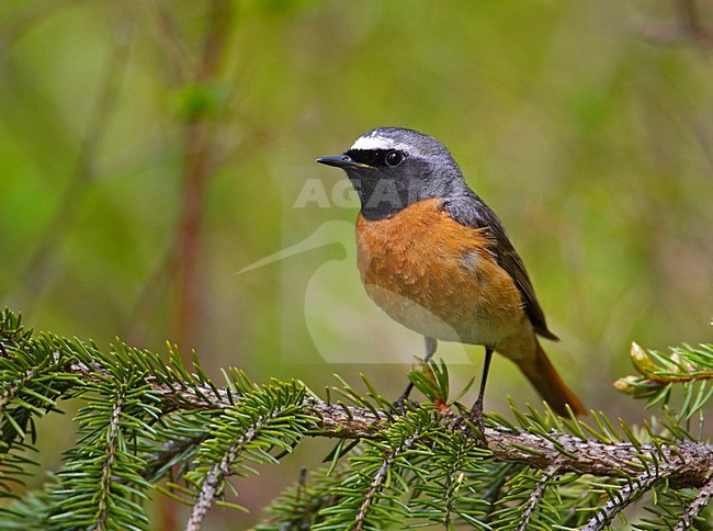 Common Redstart male perched on branch; Gekraagde Roodstaart man zittend op een tak stock-image by Agami/Markus Varesvuo,
