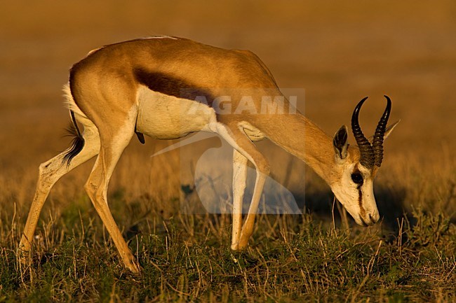 Springbok mannetje grazend in avondzon Etosha NP Namibie, Springbok male grazing Etosha NP Namibia stock-image by Agami/Wil Leurs,