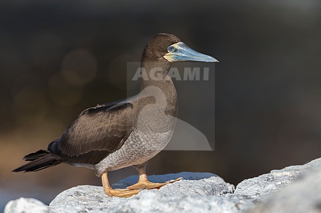 Bruine Gent op rots, Brown Booby on rock stock-image by Agami/Daniele Occhiato,