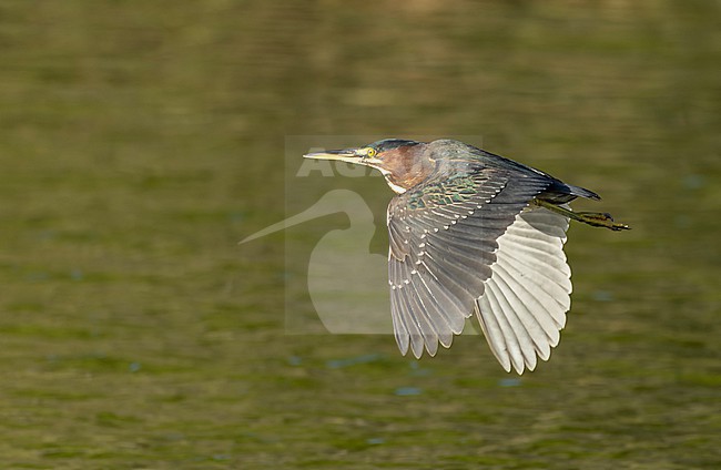 Wintering Green Heron, Butorides virescens, on Bermuda. stock-image by Agami/Marc Guyt,