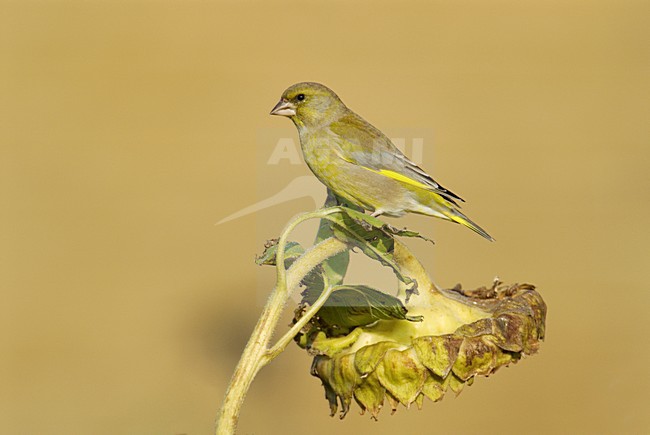 Groenling foeragerend; European Greenfinch foraging stock-image by Agami/Hans Gebuis,