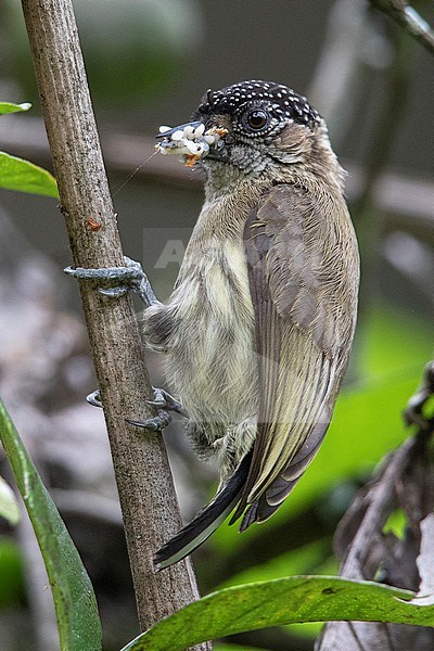 A Female Olivaceous Piculet (Picumnus olivaceus) eating at Parque Ecológico El Salado, Antioquia, Colombia. stock-image by Agami/Tom Friedel,