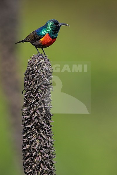 Male Northern Double-collared Sunbird (Cinnyris reichenowi) perched on a top of a plant in a rainforest clearing in Equatorial Guinea and Bioko. Also known as Golden-winged Sunbird. stock-image by Agami/Dubi Shapiro,
