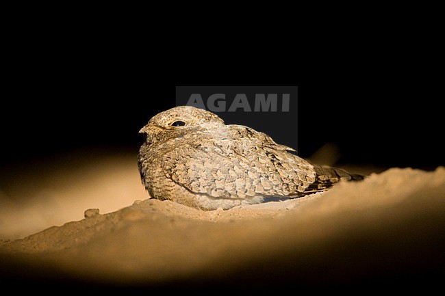 Egyptische Nachtzwaluw; Egyptian Nightjar stock-image by Agami/Marc Guyt,