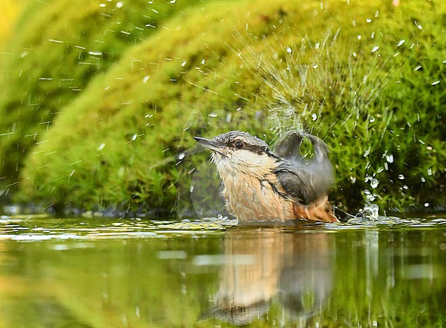 Sitta europaea, Eurasian Nuthatch stock-image by Agami/Eduard Sangster,