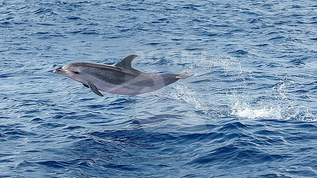 Atlantic Spotted Dolphin (Stenella frontalis) preparing a shallow dive off Corvo, Azores, Portugal. stock-image by Agami/Vincent Legrand,