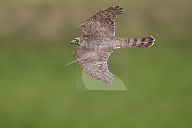 Sperwer in de vlucht; Eurasian Sparrowhawk in flight stock-image by Agami/Arie Ouwerkerk,