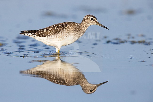 Wood Sandpiper (Tringa glareola), side view of an adult standing in the water, Campania, Italy stock-image by Agami/Saverio Gatto,