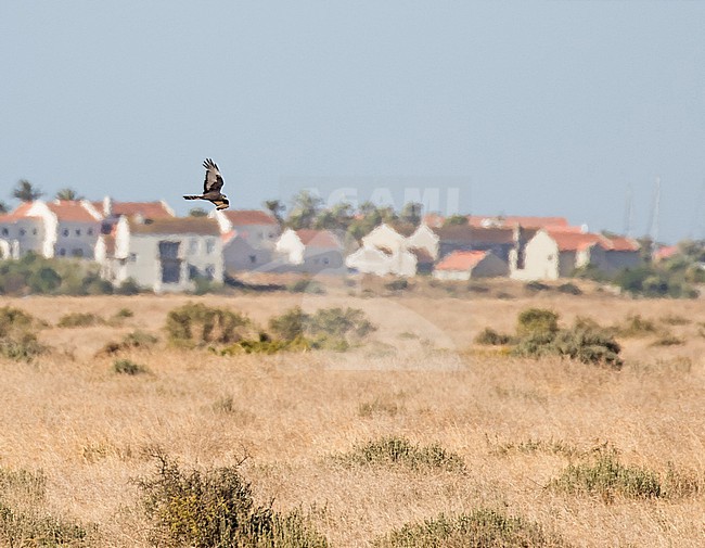 Male Black Harrier (Circus maurus) in South Africa. stock-image by Agami/Pete Morris,