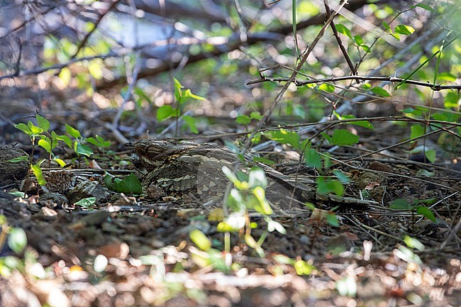 Red-necked Nightjar (Caprimulgus ruficollis) at breeding site near Barcelona in Spain. stock-image by Agami/Marc Guyt,