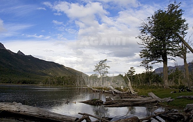 Tierra del Fuego Argentina stock-image by Agami/Marc Guyt,