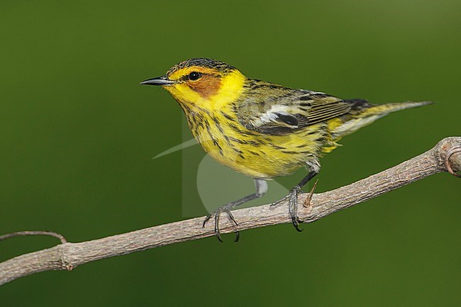 Adult male
Galveston Co., TX
May 2012 stock-image by Agami/Brian E Small,