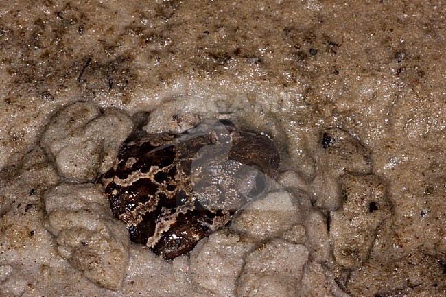 Knoflookpad, Common Spadefoot stock-image by Agami/Theo Douma,