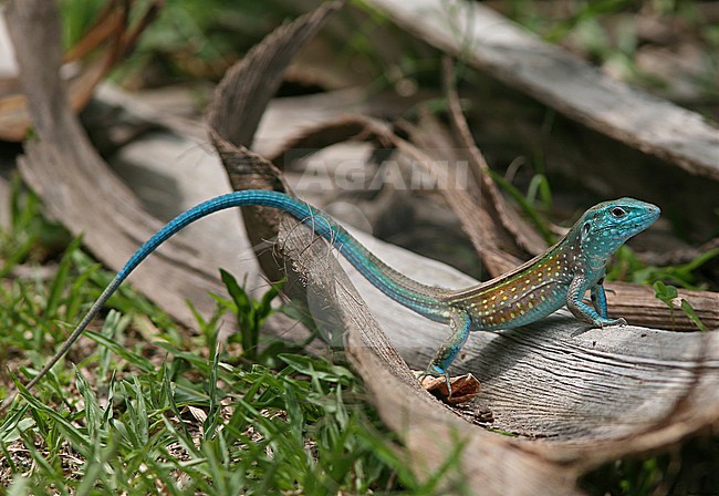 Rainbow Whiptail (Cnemidophorus lemniscatus) at National Park Tayrona, Colombia. stock-image by Agami/Tom Friedel,